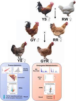 Integrative analysis of the ovarian metabolome and transcriptome of the Yaoshan chicken and its improved hybrids